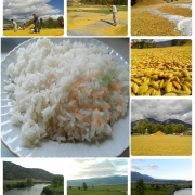 Kargı Osmancık Pirinç-(5 Kg)