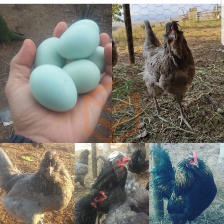 Mavi yumurta | Gıda Ambarı