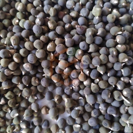 Bamya tohumu | Gıda Ambarı