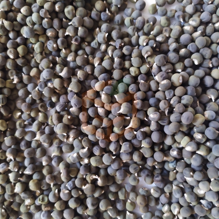 Bamya tohumu | Gıda Ambarı
