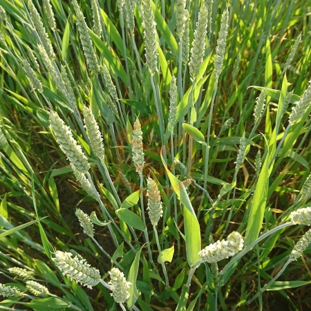 Tam Buğday Unu | Gıda Ambarı