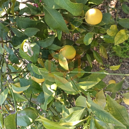 Dalından Limon Taze | Gıda Ambarı