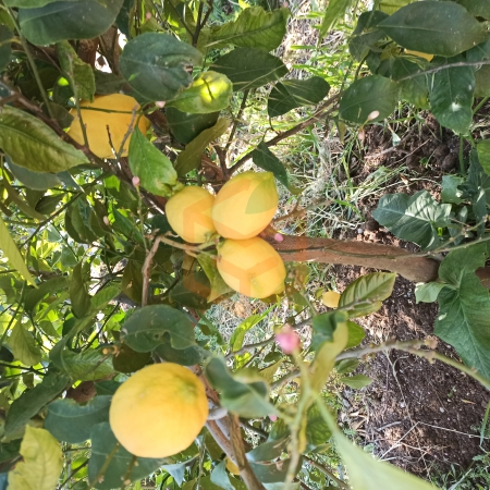 Dalından Limon Taze | Gıda Ambarı