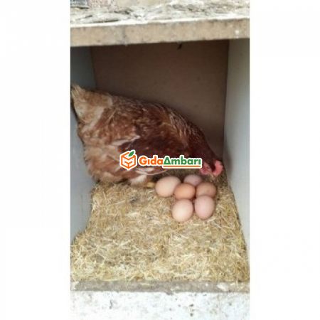 Çift Sarılı Yumurta | Gıda Ambarı