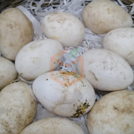 Günlük  Taze  Kaz Yumurtası | Gıda Ambarı