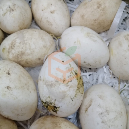 Günlük  Taze  Kaz Yumurtası | Gıda Ambarı