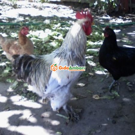 Doğal Tavuk Yumurtası | Gıda Ambarı