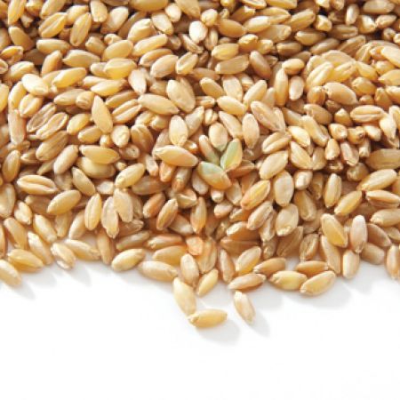 Aşurelik Buğday | Gıda Ambarı