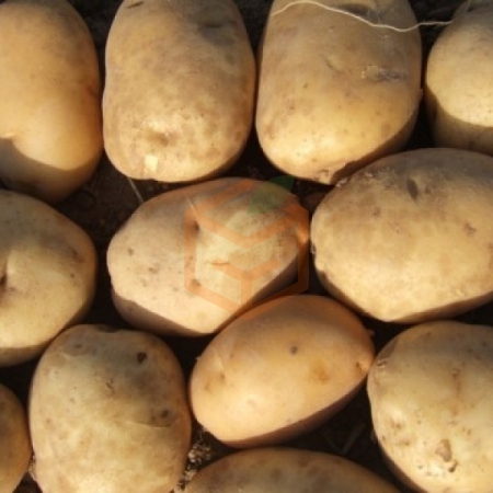 Yemeklik Patates Çuval | Gıda Ambarı